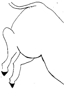 Rosie 4